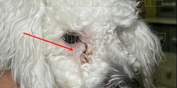 EPÍFORA CANINA Y LAGRIMEO EXCESIVO - Image 1