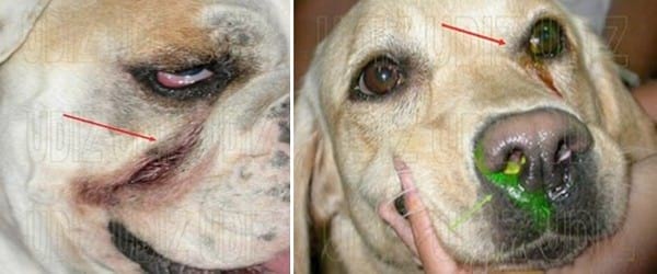 EPÍFORA CANINA Y LAGRIMEO EXCESIVO - Image 2