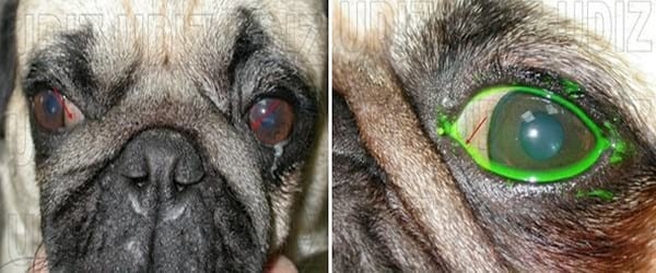 ENTROPION POR PLIEGUE FACIAL - Image 2