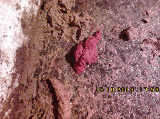 Salud Intestinal con Agracid S - Image 7