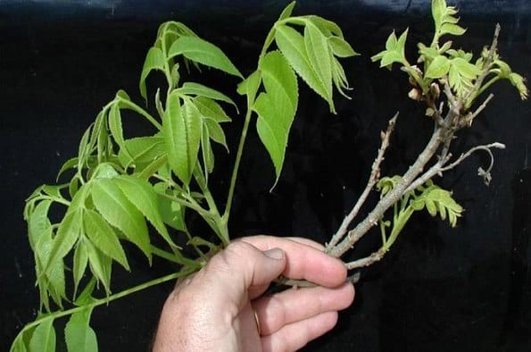 El Níquel en la Nutrición y Fisiología Vegetal - Image 1