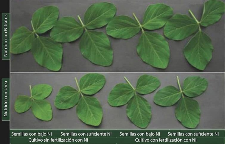 El Níquel en la Nutrición y Fisiología Vegetal - Image 2