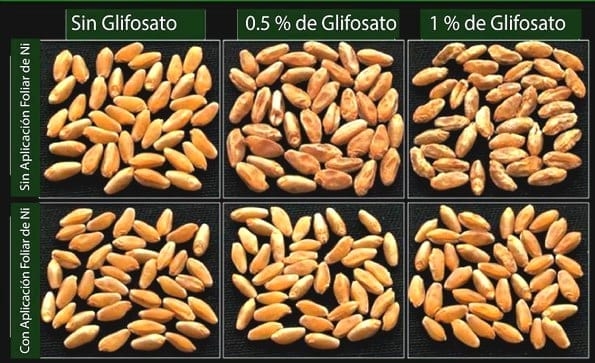 El Níquel en la Nutrición y Fisiología Vegetal - Image 4
