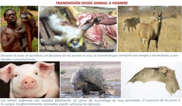 Hombres y Transporte Aéreo: Distribuidores Mundiales de Enfermedades Transmisibles - Image 4