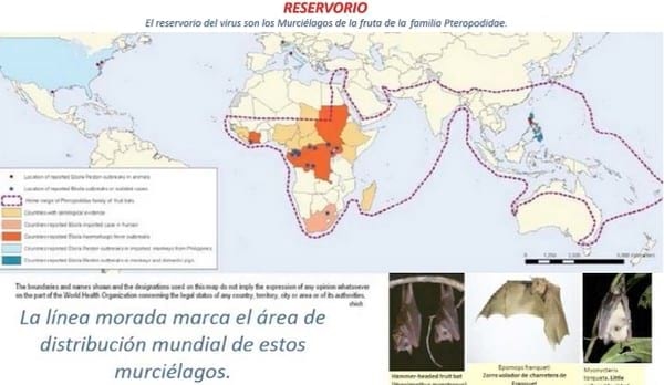 Hombres y Transporte Aéreo: Distribuidores Mundiales de Enfermedades Transmisibles - Image 2