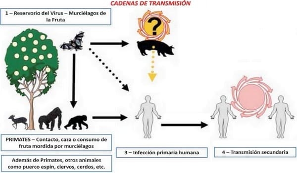 Hombres y Transporte Aéreo: Distribuidores Mundiales de Enfermedades Transmisibles - Image 3