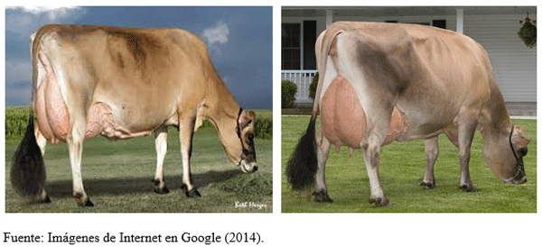Cuál es la mejor opción genética racial funcional para la producción bovina lechera en el clima Tropical? - Image 9