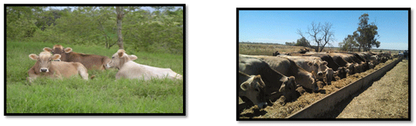 Cuál es la mejor opción genética racial funcional para la producción bovina lechera en el clima Tropical? - Image 13