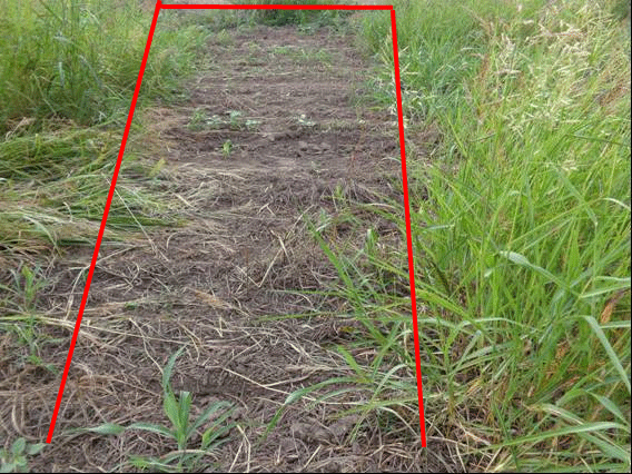 Evaluación de graminicidas postemergentes fop y dim en el control de sorghum halepense resistente a glifosato para barbecho químico - Image 5