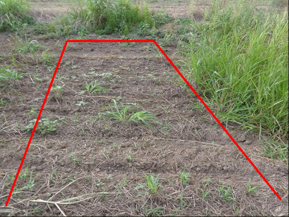 Evaluación de graminicidas postemergentes fop y dim en el control de sorghum halepense resistente a glifosato para barbecho químico - Image 8