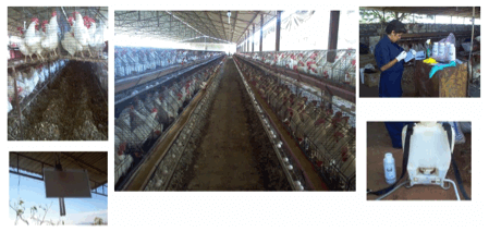 Control integral de moscas en aves - Image 7