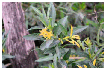 Intoxicación por Cestrum parqui (“duraznillo negro”) en bovinos. Confirmación por análisis micrográfico del contenido ruminal - Image 1