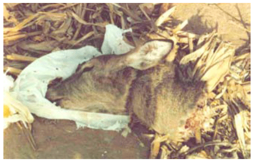La contribución a la bioseguridad de la industria del reciclaje de subproductos de origen animal a la salud pública y animal - Image 11
