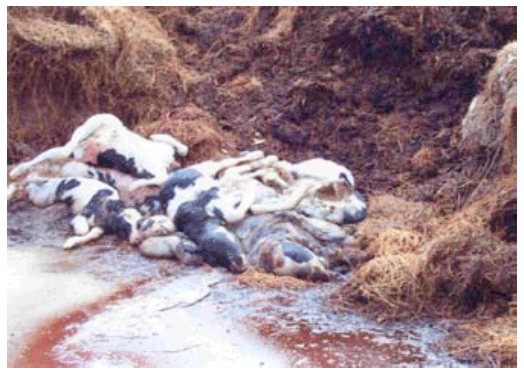 La contribución a la bioseguridad de la industria del reciclaje de subproductos de origen animal a la salud pública y animal - Image 13