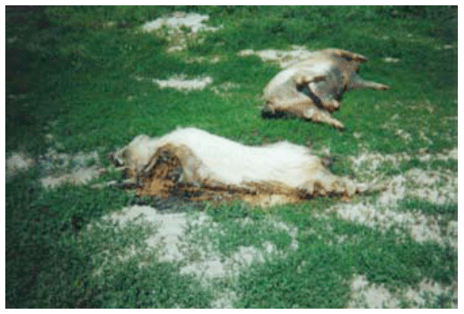 La contribución a la bioseguridad de la industria del reciclaje de subproductos de origen animal a la salud pública y animal - Image 17