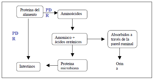 Subproductos reciclados de origen animal en la nutrición de rumiantes - Image 1