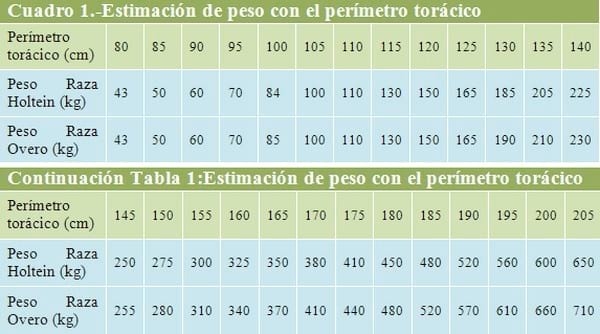 Mejorando la crianza de Vaquillas Lecheras de Reemplazo. Recría de Vaquillas. - Image 1