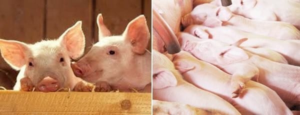 Incidencia del bienestar animal en los animales de produccion - Image 1