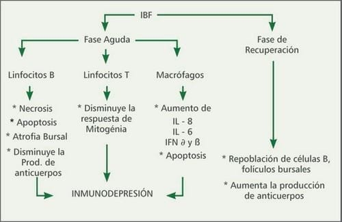 Prevención contra la enfermedad de Gumboro: Tipos de vacunas, programas vacunales y vías de aplicación - Image 1