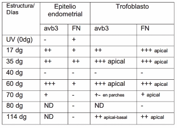Estrógenos y expresión de la integrina avb3 y fibronectina en la interfase fetoplacentaria durante la gestación porcina - Image 1