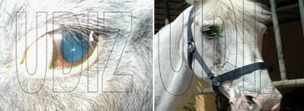¿CÓMO SABER SI A MI MASCOTA LE DUELEN LOS OJOS? - Image 2