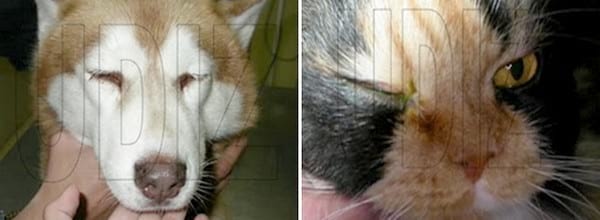 ¿CÓMO SABER SI A MI MASCOTA LE DUELEN LOS OJOS? - Image 1