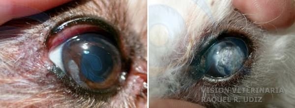 DISTROFIA Y DEGENERACIÓN CORNEAL - Image 2
