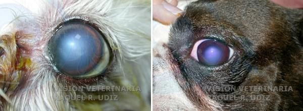 DISTROFIA Y DEGENERACIÓN CORNEAL - Image 1