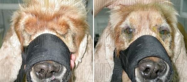 DESCOLGAMIENTO FACIAL EN PERROS DE OREJAS CAÍDAS (COCKER, BASSET...) - Image 1