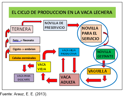 Medidas del manejo integral durante la gestación, el preparto y el parto en la novilla tipo leche para su bienestar y desarrollo corporal ideal en el trópico - Image 1