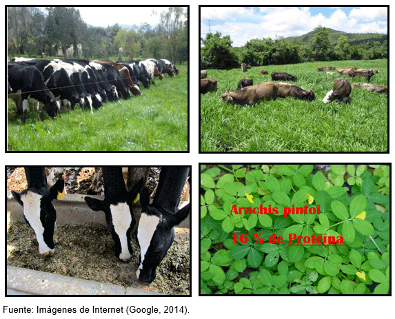 Medidas del manejo integral durante la gestación, el preparto y el parto en la novilla tipo leche para su bienestar y desarrollo corporal ideal en el trópico - Image 8