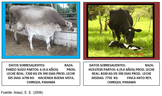 Medidas del manejo integral durante la gestación, el preparto y el parto en la novilla tipo leche para su bienestar y desarrollo corporal ideal en el trópico - Image 5