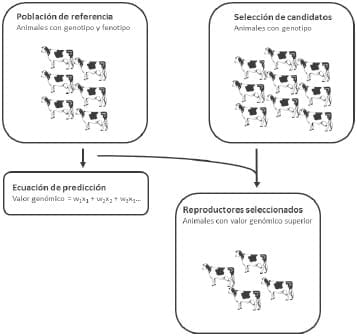 Factores genéticos que influencian la composición de la leche bovina - Image 4