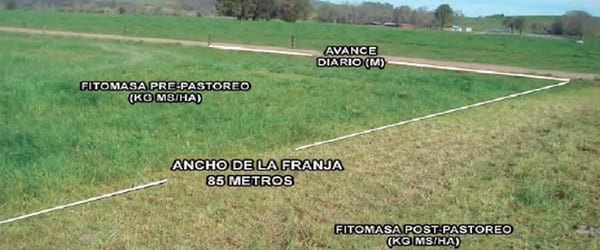 Mejorando la eficiencia de utilización de pradera de vacas en pastoreo - Image 13
