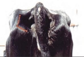 Evaluación de la condición corporal de para el engorde de vacas lecheras de descarte - Image 12