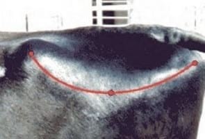 Evaluación de la condición corporal de para el engorde de vacas lecheras de descarte - Image 9