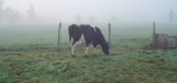 Unidad de negocio permanente a través de modelos de engorda de vacas excedentes de rebaños lecheros - Image 22