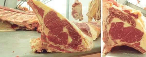 Unidad de negocio permanente a través de modelos de engorda de vacas excedentes de rebaños lecheros - Image 36
