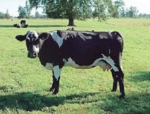 Unidad de negocio permanente a través de modelos de engorda de vacas excedentes de rebaños lecheros - Image 8