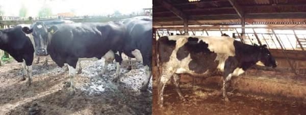 Unidad de negocio permanente a través de modelos de engorda de vacas excedentes de rebaños lecheros - Image 15