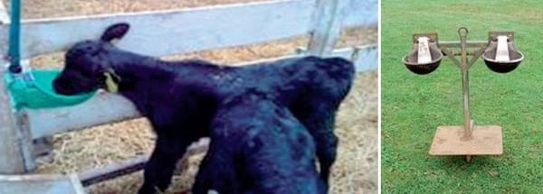 Desarrollo de modelos de negocio para generar carne para exportación a partir de machos de lechería - Image 8