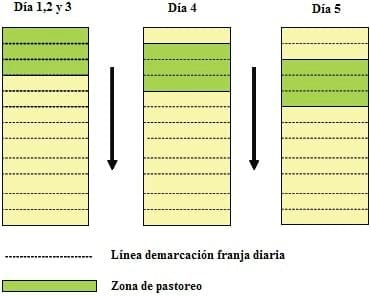 Desarrollo de modelos de negocio para generar carne para exportación a partir de machos de lechería - Image 19