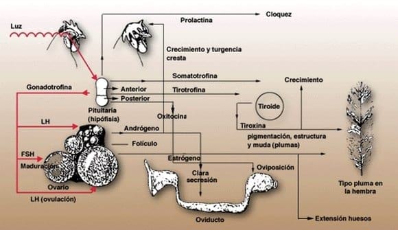 Efecto de la luz sobre el comportamiento y la actividad reproductiva en gallinas - Image 1