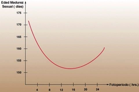 Efecto de la luz sobre el comportamiento y la actividad reproductiva en gallinas - Image 2