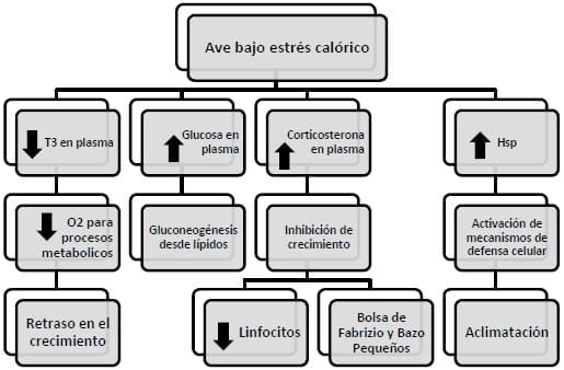 Manejo de temperatura ambiental y calidad de aire, su influencia en líneas de pollo de engorde: Una revisión - Image 2