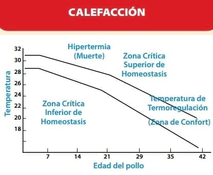 Importancia del confort termico en pollitos BB - Image 1