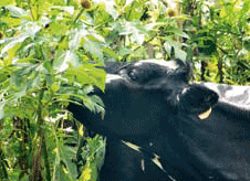El botón de oro: arbusto de gran utilidad para sistemas ganaderos de tierra caliente y de montaña - Image 7
