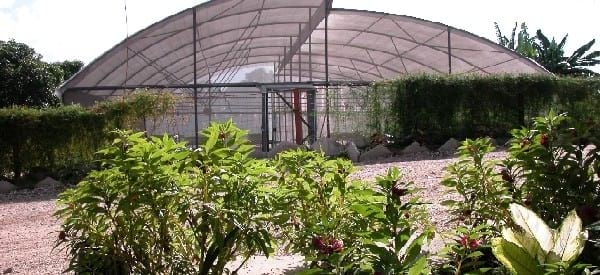 Alternativa para el manejo de produccion de postura de tomate en cepellon, mediante el uso de biofertilizante - Image 1