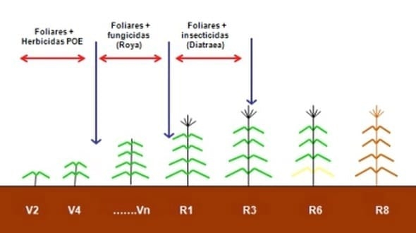 Cuándo aplicar fertilización foliar - Image 3