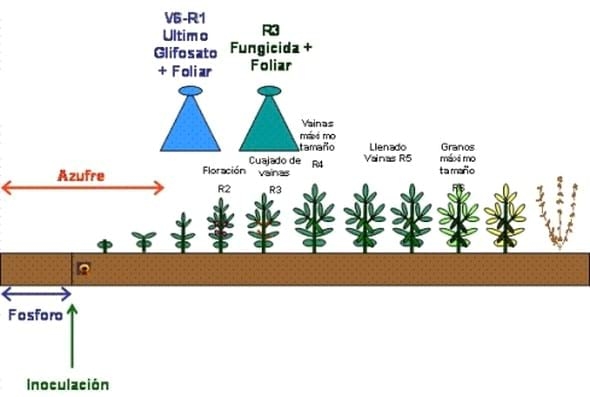 Cuándo aplicar fertilización foliar - Image 2